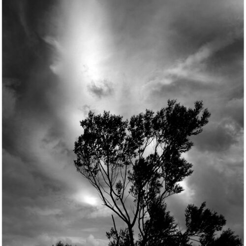 216 Moon Tree
